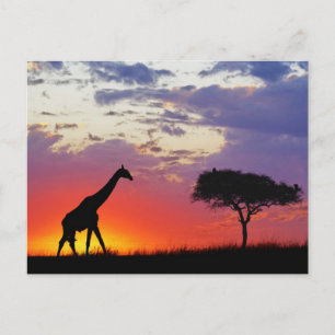 Giraffe, Silhouette bei Sonnenaufgang, Giraffa Postkarte