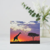 Giraffe, Silhouette bei Sonnenaufgang, Giraffa Postkarte (Stehend Vorderseite)