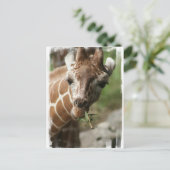 Giraffe Snack Postcard Postkarte (Stehend Vorderseite)