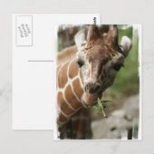 Giraffe Snack Postcard Postkarte (Vorne/Hinten)