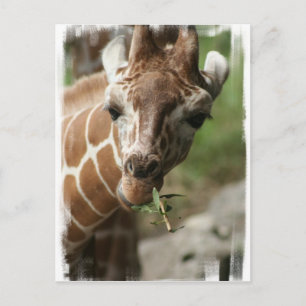 Giraffe Snack Postcard Postkarte