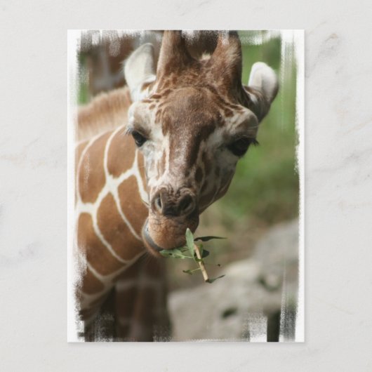 Giraffe Snack Postcard Postkarte (Vorderseite)
