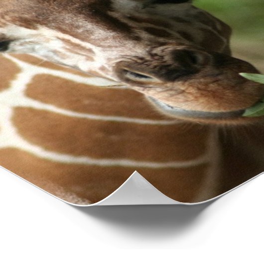 Giraffe Snack Poster Print (Ecke)