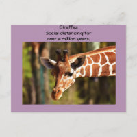 Giraffe Soziale Distanzierung sechs Meter von Funn