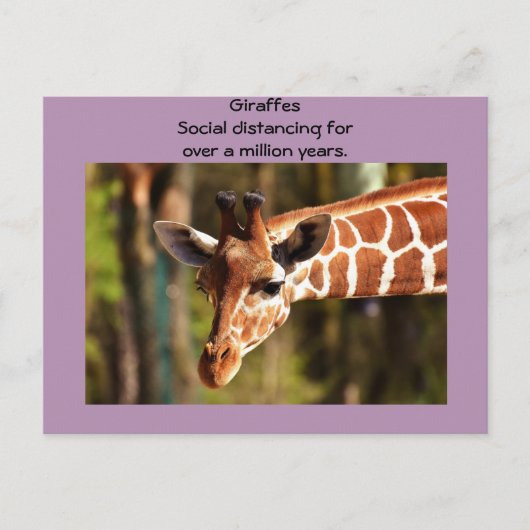Giraffe Soziale Distanzierung sechs Meter von Funn Postkarte (Vorderseite)