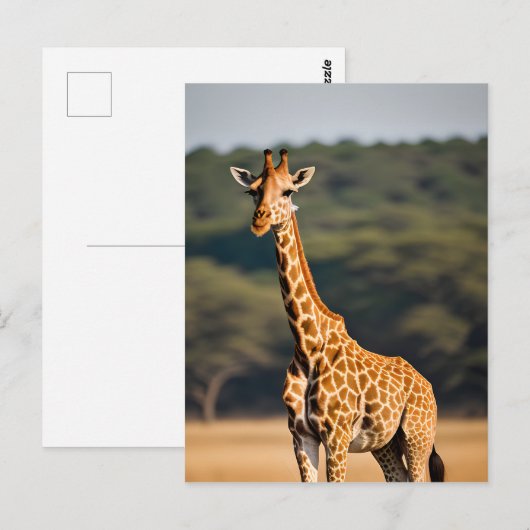 Giraffe Stehend Tall Postkarte (Vorne/Hinten)