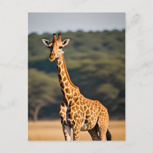 Giraffe Stehend Tall Postkarte (Vorderseite)