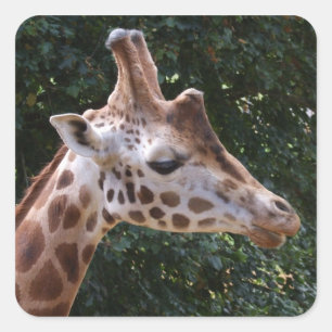 Giraffe Stickers