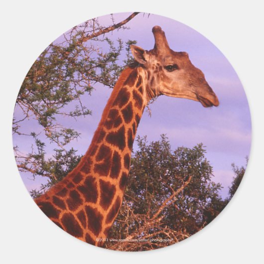 Giraffe Stickers (Vorderseite)