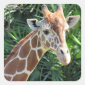 Giraffe Stickers (Vorderseite)