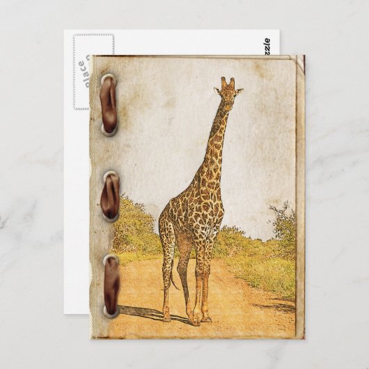 Giraffe, Südafrika Postkarte (Vorne/Hinten)