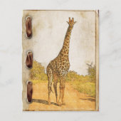 Giraffe, Südafrika Postkarte (Vorderseite)