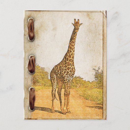 Giraffe, Südafrika Postkarte (Vorderseite)