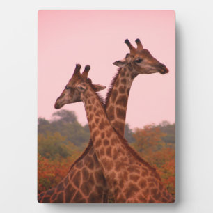 Giraffe Tabletop Plaque mit Easel Fotoplatte