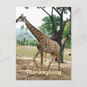 Giraffe Thanksgiving-Postkarte Feiertagspostkarte