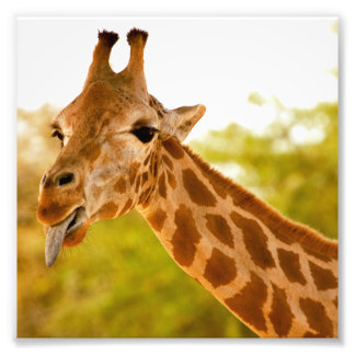 Giraffe Tongue Fotodruck