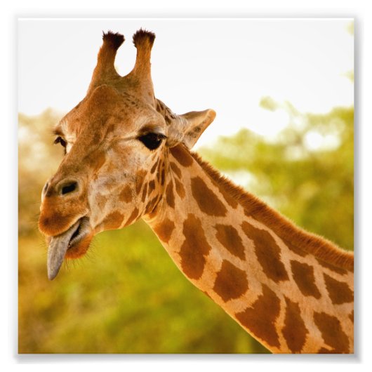 Giraffe Tongue Fotodruck (Vorne)