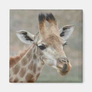 Giraffe Tongue Magnet