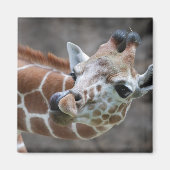 Giraffe Tongue Magnet (Vorne)