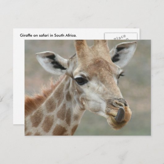 Giraffe Tongue Postcard Postkarte (Vorne/Hinten)