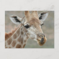 Giraffe Tongue Postcard