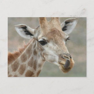 Giraffe Tongue Postcard Postkarte