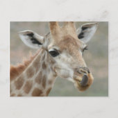 Giraffe Tongue Postcard Postkarte (Vorderseite)