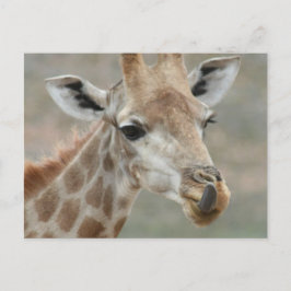 Giraffe Tongue Postcard Postkarte