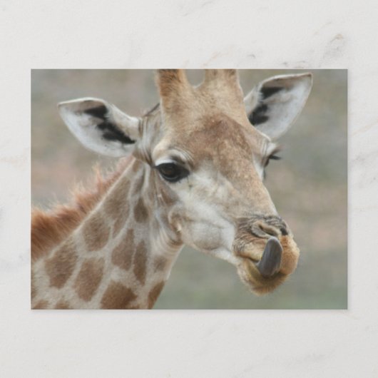 Giraffe Tongue Postcard Postkarte (Vorderseite)