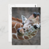 Giraffe Tongue Postcards Postkarte (Vorne/Hinten)