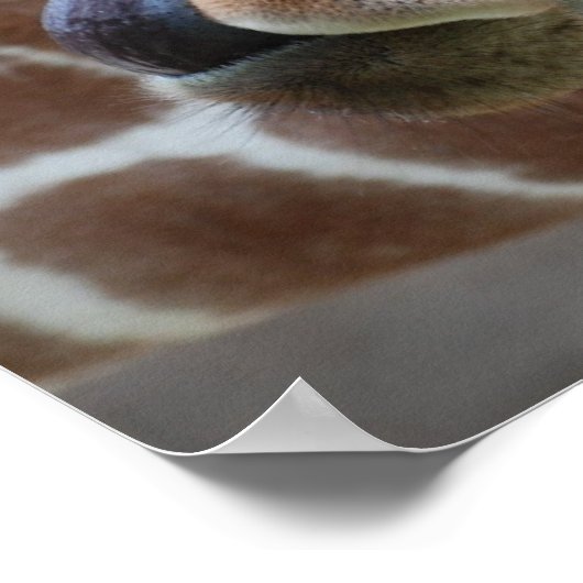 Giraffe Tongue Poster Print (Ecke)
