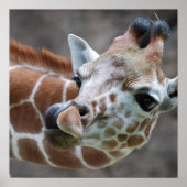 Giraffe Tongue Poster Print (Vorne)