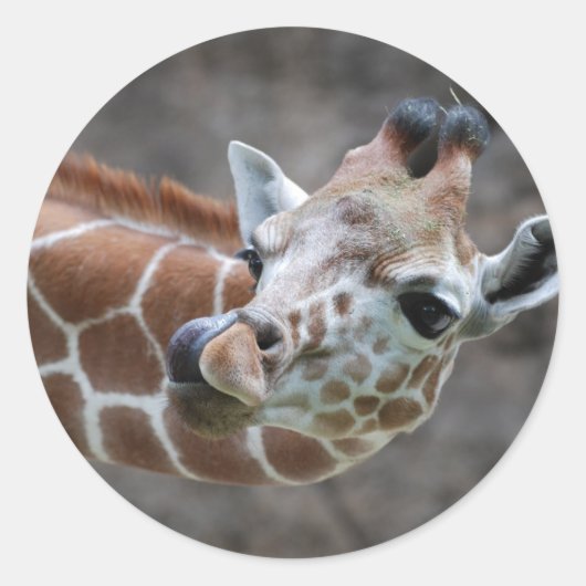Giraffe Tongue Stickers (Vorderseite)