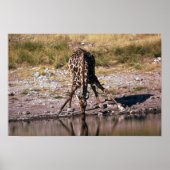 Giraffe - Trinken Poster (Vorne)