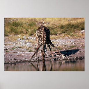 Giraffe - trinkend poster