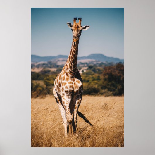 GIRAFFE UMGEBEN VON BROWN GRASS POSTER (Vorne)