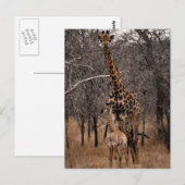 Giraffe und Baby Giraffe Postkarte (Vorne/Hinten)