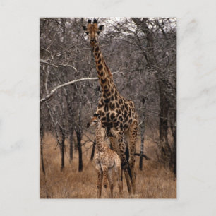Giraffe und Baby Giraffe Postkarte