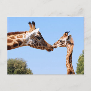 Giraffe und Baby Postkarte
