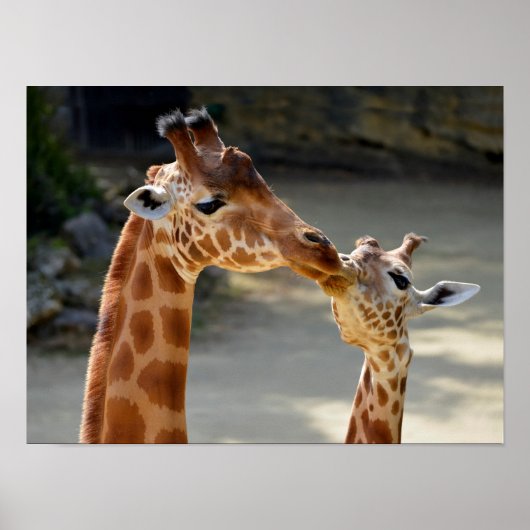 Giraffe und ihr Baby Poster (Vorne)