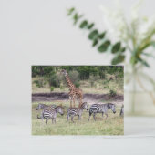 Giraffe und Zebras Postkarte (Stehend Vorderseite)