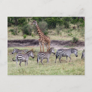 Giraffe und Zebras Postkarte