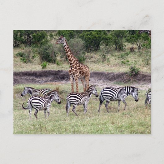 Giraffe und Zebras Postkarte (Vorderseite)