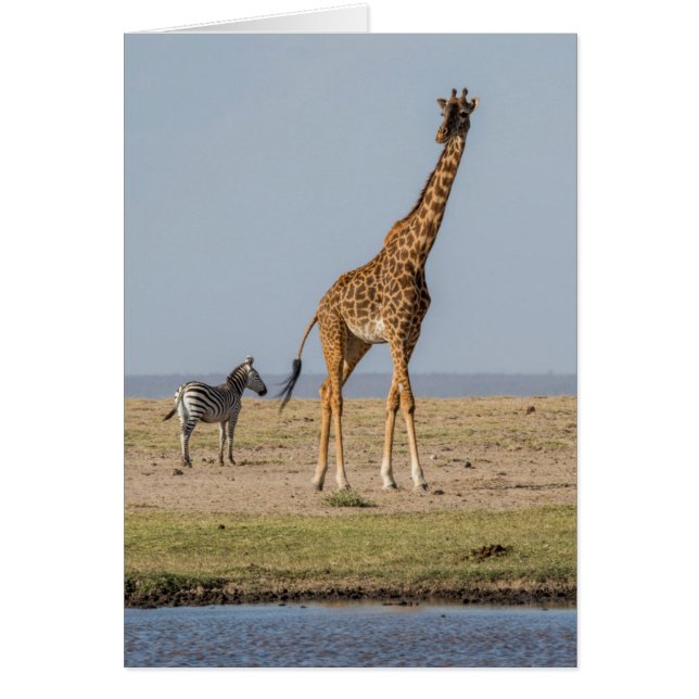 Giraffe von Waterhole (Vorne)