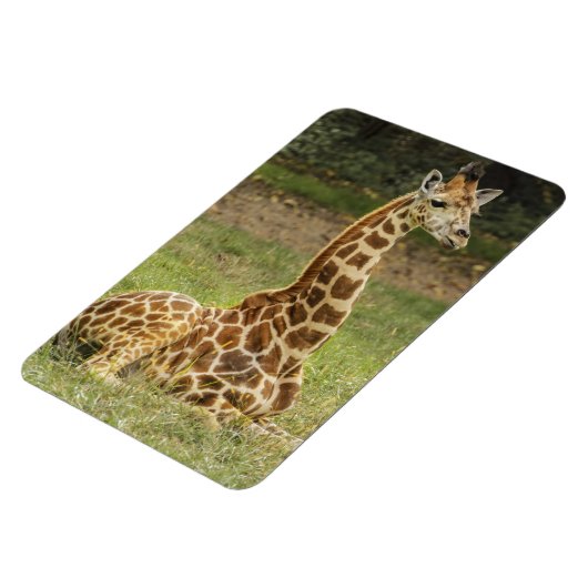 Giraffe Wildlife Magnet (Linke Seite)