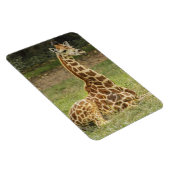 Giraffe Wildlife Magnet (Rechte Seite)