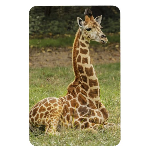 Giraffe Wildlife Magnet (Vertikal)