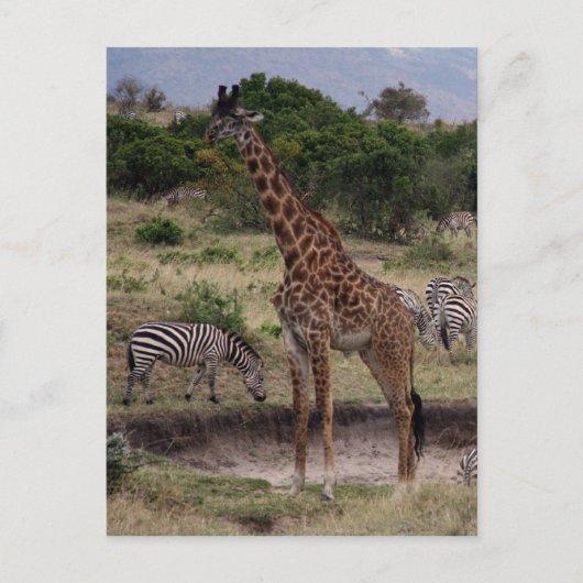 Giraffe zebra postkarte (Vorderseite)