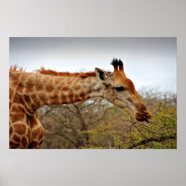 Giraffe Zulu Nyala Game Reserve Südafrika Poster