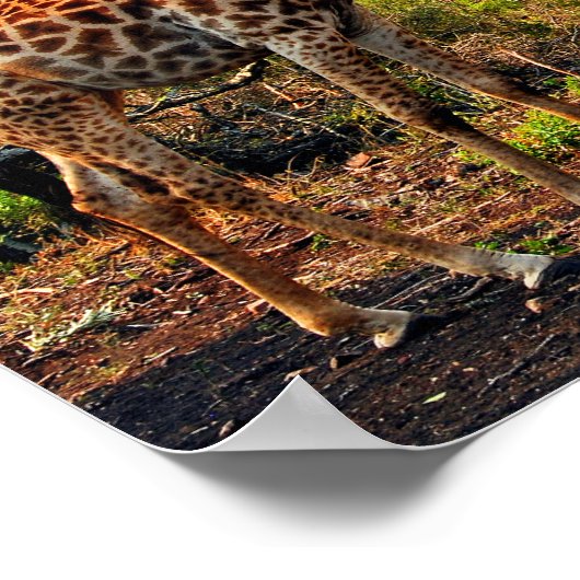 Giraffe Zulu Nyala Game Reserve Südafrika Poster (Ecke)